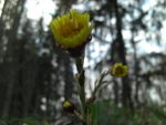 Tash Plant, Ass's foot, Bull's foot, Butterbur, Coughwort, Farfara, Foal's foot, Foalswort, Horse Fo
